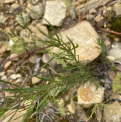 Cheiranthera linearis at Gundaroo, NSW - 21 Nov 2021