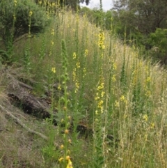 Verbascum virgatum (Green Mullein) at Umbagong District Park - 21 Nov 2021 by pinnaCLE