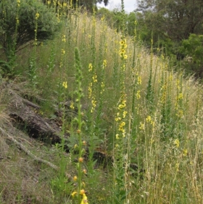 Verbascum virgatum (Green Mullein) at Umbagong District Park - 21 Nov 2021 by pinnaCLE