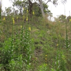 Verbascum virgatum at Latham, ACT - 21 Nov 2021