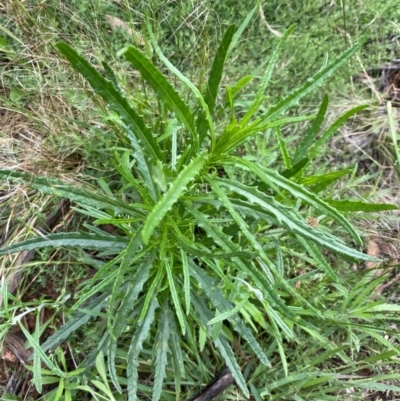Senecio diaschides (Erect Groundsel) at Hughes Grassy Woodland - 21 Nov 2021 by KL