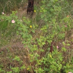 Rosa sp. (A Wild Rose) at Latham, ACT - 21 Nov 2021 by pinnaCLE