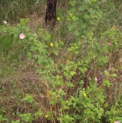 Rosa sp. (A wild rose) at Umbagong District Park - 21 Nov 2021 by pinnaCLE