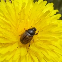 Unidentified Scarab beetle (Scarabaeidae) (TBC) at Mount Fairy, NSW - 1 Nov 2021 by JanetRussell