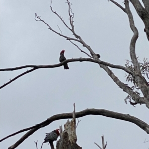 Callocephalon fimbriatum at Hughes, ACT - 21 Nov 2021