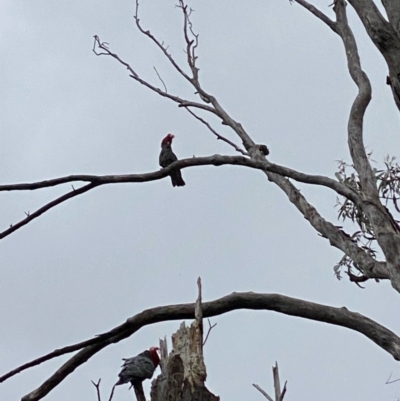 Callocephalon fimbriatum (Gang-gang Cockatoo) at GG93 - 21 Nov 2021 by KL