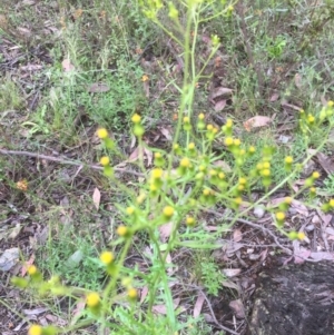 Senecio sp. at Bruce, ACT - 21 Nov 2021