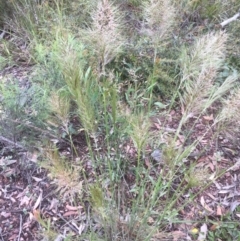 Austrostipa densiflora (Foxtail Speargrass) at Bruce, ACT - 21 Nov 2021 by jgiacon