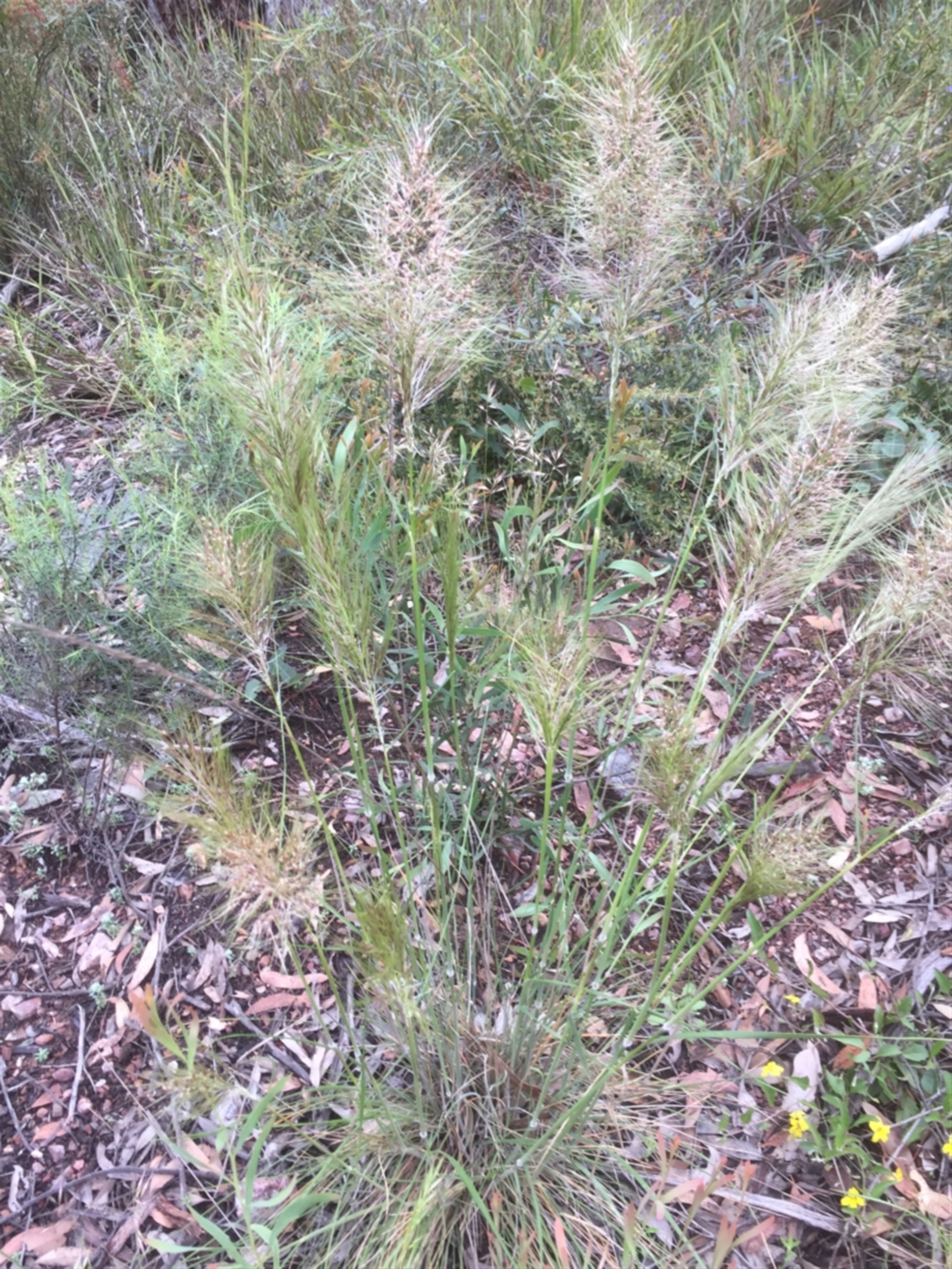 Austrostipa densiflora at Bruce, ACT - Canberra Nature Map