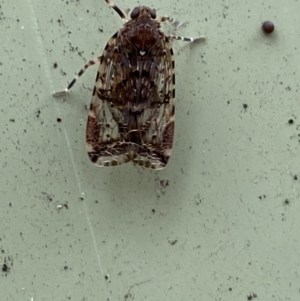 Dipsiathus obscurifrons at Paddys River, ACT - 21 Nov 2021