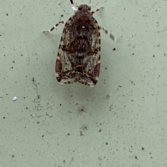 Dipsiathus obscurifrons at Paddys River, ACT - 21 Nov 2021