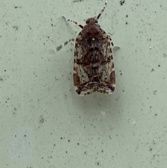 Dipsiathus obscurifrons at Paddys River, ACT - 21 Nov 2021