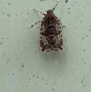 Dipsiathus obscurifrons at Paddys River, ACT - 21 Nov 2021