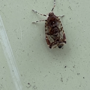 Dipsiathus obscurifrons at Paddys River, ACT - 21 Nov 2021