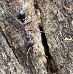 Myrmecia forficata (A Bull ant) at Tidbinbilla Nature Reserve - 21 Nov 2021 by Steve_Bok