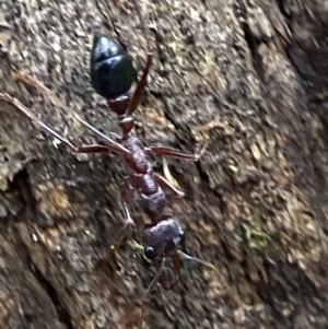 Myrmecia forficata at Paddys River, ACT - 21 Nov 2021