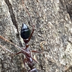 Myrmecia forficata at Paddys River, ACT - 21 Nov 2021