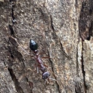 Myrmecia forficata at Paddys River, ACT - 21 Nov 2021