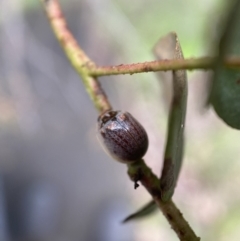 Paropsisterna m-fuscum at Paddys River, ACT - 21 Nov 2021 03:37 PM