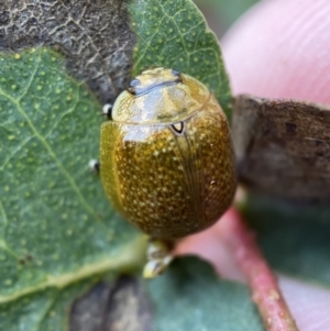 Paropsisterna cloelia at Paddys River, ACT - 21 Nov 2021