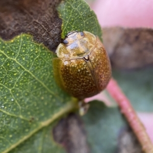 Paropsisterna cloelia at Paddys River, ACT - 21 Nov 2021