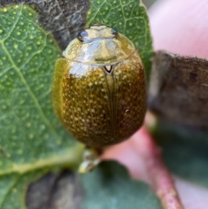 Paropsisterna cloelia at Paddys River, ACT - 21 Nov 2021