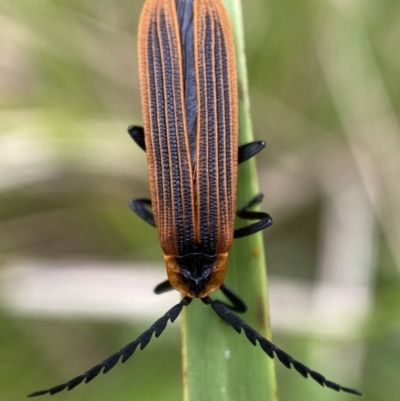 Trichalus sp. (genus) (Net-winged beetle) at Tidbinbilla Nature Reserve - 21 Nov 2021 by Steve_Bok