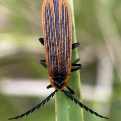 Trichalus sp. (genus) (Net-winged beetle) at Paddys River, ACT - 21 Nov 2021 by SteveBorkowskis