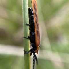 Trichalus sp. (genus) at Paddys River, ACT - 21 Nov 2021