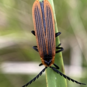 Trichalus sp. (genus) at Paddys River, ACT - 21 Nov 2021