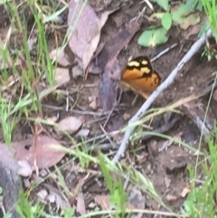 Heteronympha merope (Common Brown Butterfly) at Flea Bog Flat to Emu Creek Corridor - 21 Nov 2021 by JohnGiacon