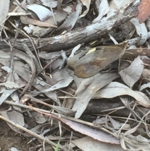 Heteronympha merope at Bruce, ACT - 21 Nov 2021