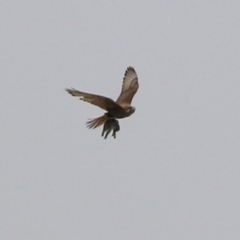 Falco berigora (Brown Falcon) at Symonston, ACT - 21 Nov 2021 by RodDeb