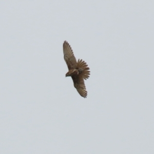 Falco berigora at Symonston, ACT - 21 Nov 2021 02:03 PM