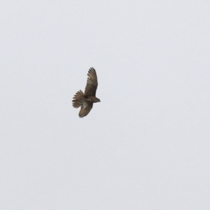 Falco berigora at Symonston, ACT - 21 Nov 2021 02:03 PM