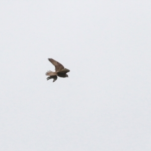 Falco berigora at Symonston, ACT - 21 Nov 2021 02:03 PM