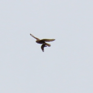 Falco berigora at Symonston, ACT - 21 Nov 2021 02:03 PM