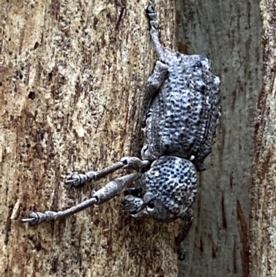 Aterpodes sp. (genus) (Weevil) at Tidbinbilla Nature Reserve - 21 Nov 2021 by Steve_Bok