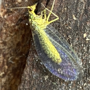 Chrysopidae (family) at Paddys River, ACT - 21 Nov 2021 01:22 PM