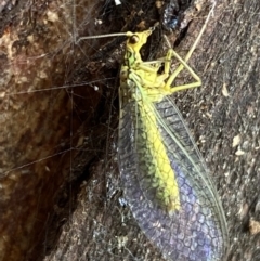 Chrysopidae (family) at Paddys River, ACT - 21 Nov 2021