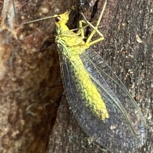 Chrysopidae (family) at Paddys River, ACT - 21 Nov 2021 01:22 PM