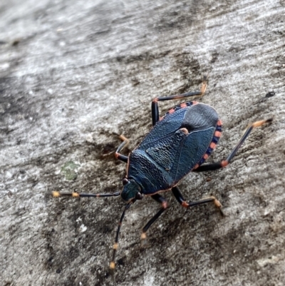 Notius depressus (Shield bug) at Paddys River, ACT - 21 Nov 2021 by SteveBorkowskis