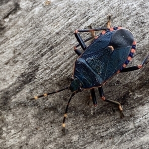 Notius depressus at Paddys River, ACT - 21 Nov 2021