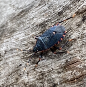 Notius depressus at Paddys River, ACT - 21 Nov 2021