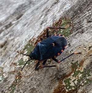 Notius depressus at Paddys River, ACT - 21 Nov 2021