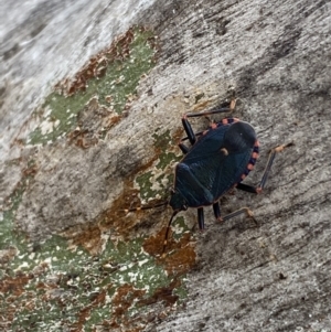 Notius depressus at Paddys River, ACT - 21 Nov 2021