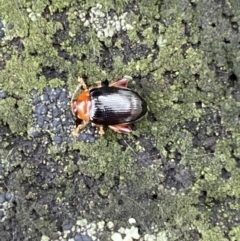 Arsipoda sp. (genus) (A flea beetle) at Tidbinbilla Nature Reserve - 21 Nov 2021 by Steve_Bok