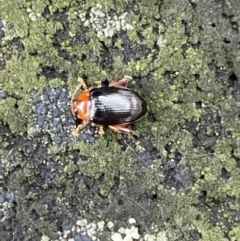 Arsipoda sp. (genus) (A flea beetle) at Paddys River, ACT - 21 Nov 2021 by SteveBorkowskis
