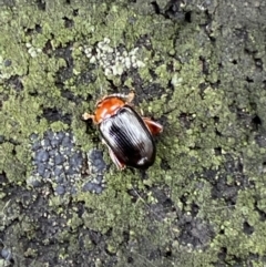 Arsipoda sp. (genus) at Paddys River, ACT - 21 Nov 2021