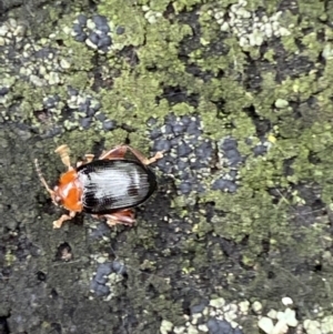 Arsipoda sp. (genus) at Paddys River, ACT - 21 Nov 2021